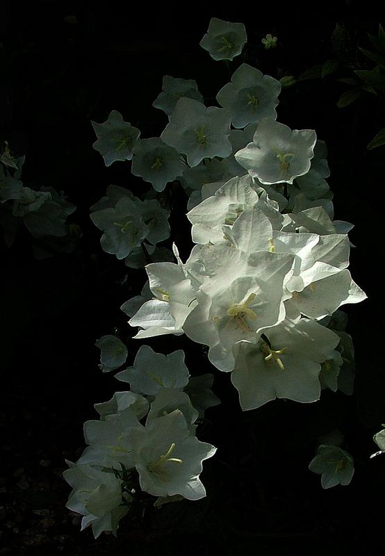 Canterbury bells