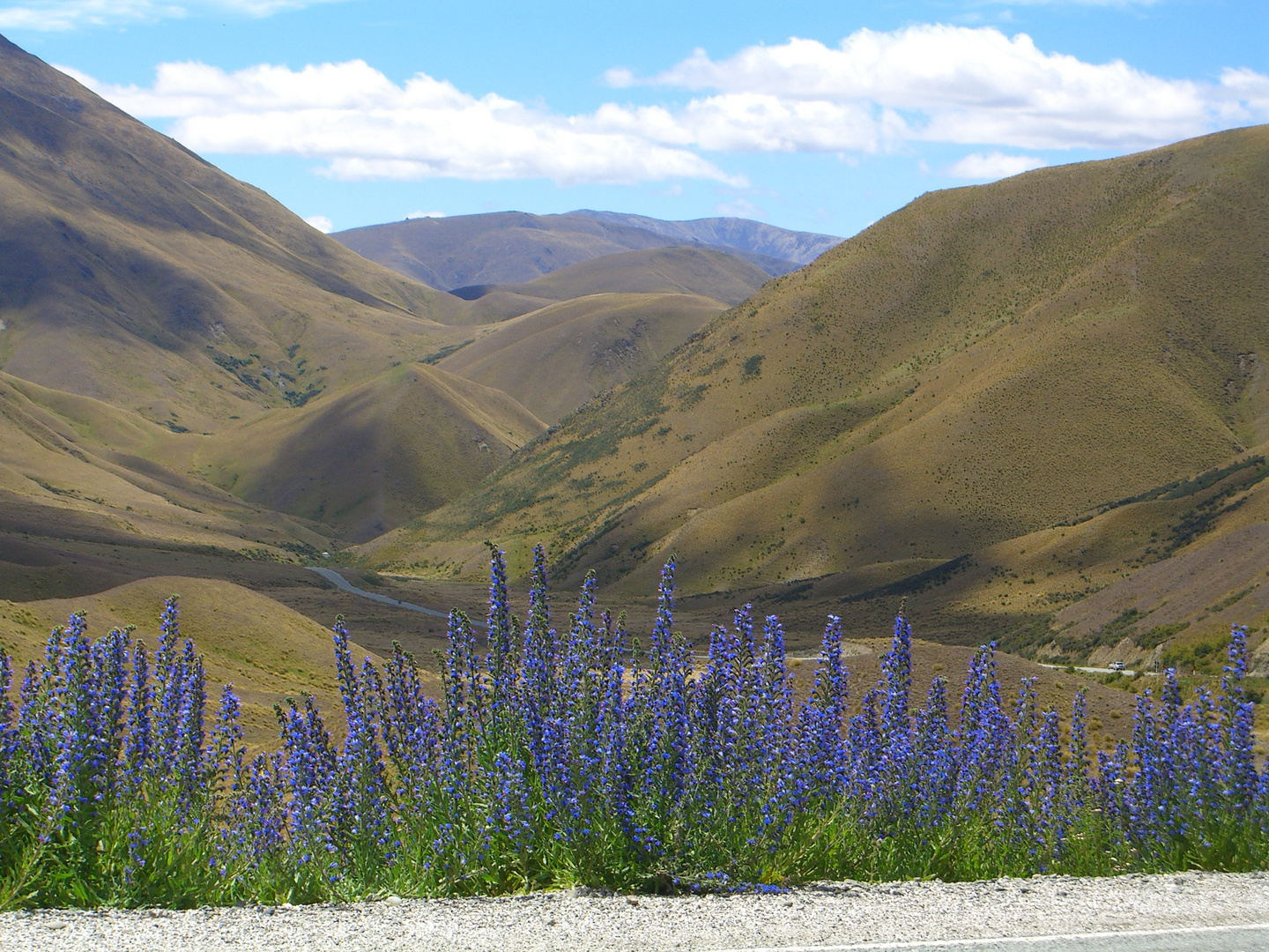 Canterbury Plains NZ