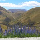 Canterbury Plains NZ