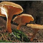 Cantharellus cibarius