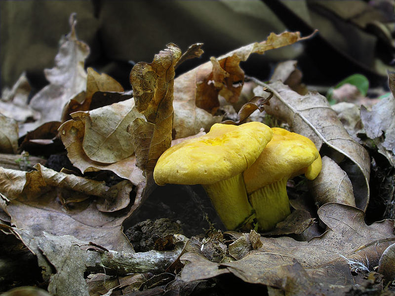 Cantharellus cibarius