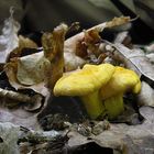 Cantharellus cibarius