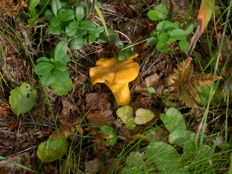 Cantharellus cibarius