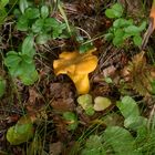 Cantharellus cibarius