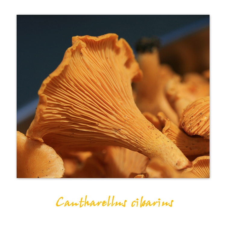 Cantharellus cibarius