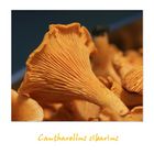 Cantharellus cibarius