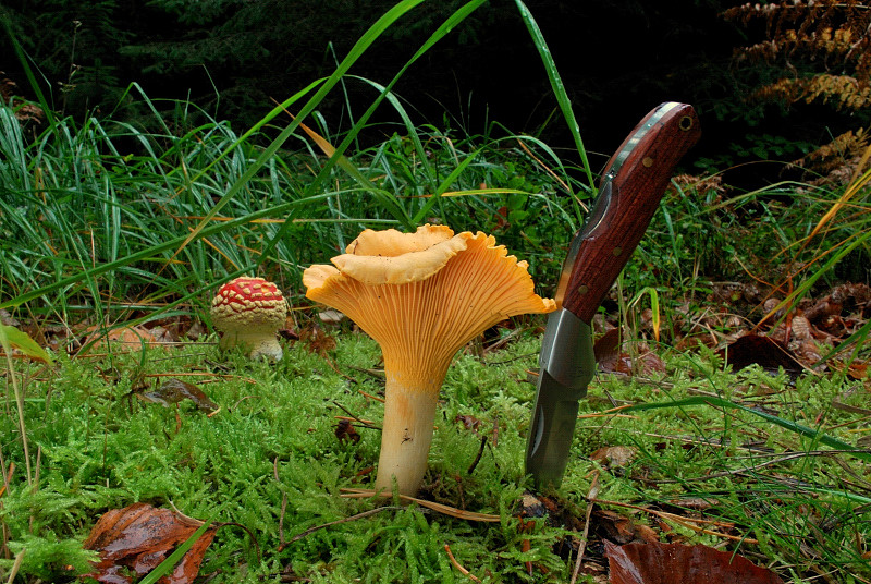 Cantharellus cibarius