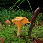 Cantharellus cibarius