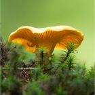 Cantharellus cibarius - Girolles