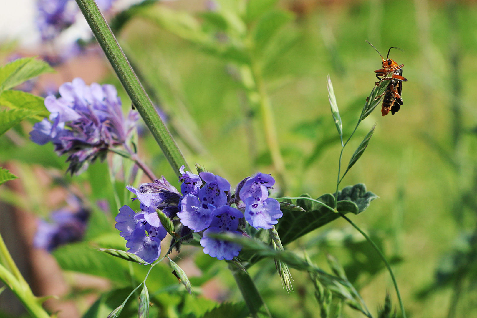 Cantharidae und Katzenminze