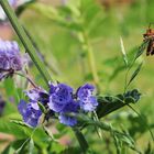 Cantharidae und Katzenminze