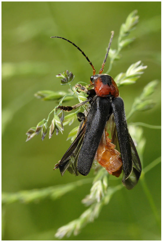 Cantharide (Cantharis rustica)