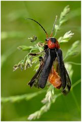 Cantharide (Cantharis rustica)