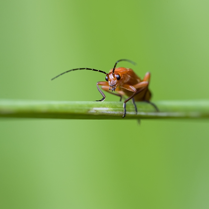 Cantharide Rhagonycha fulva