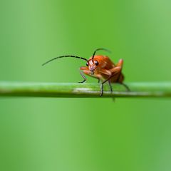 Cantharide Rhagonycha fulva