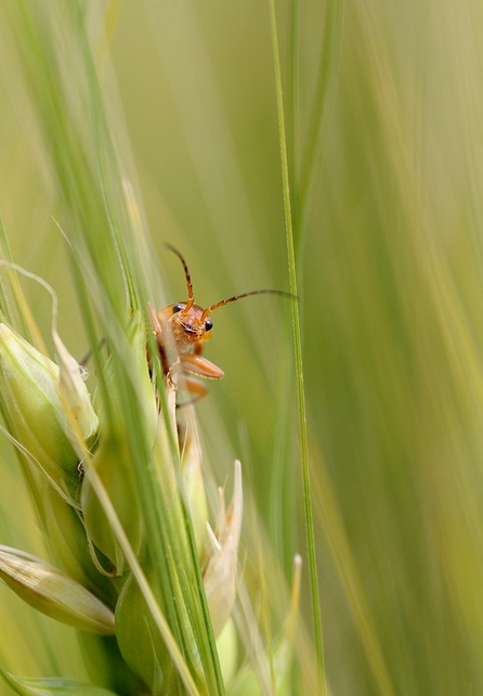 Cantharide sur épis de blé