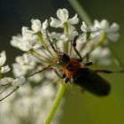 Cantharis