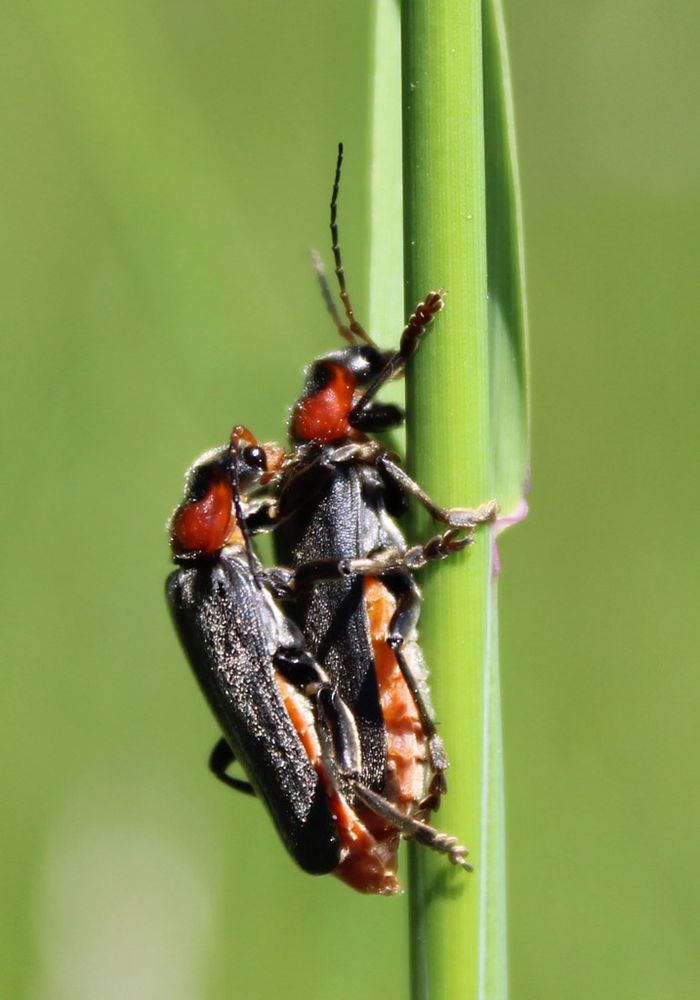 Cantharis Foto & Bild insekten, natur, tiere Bilder auf