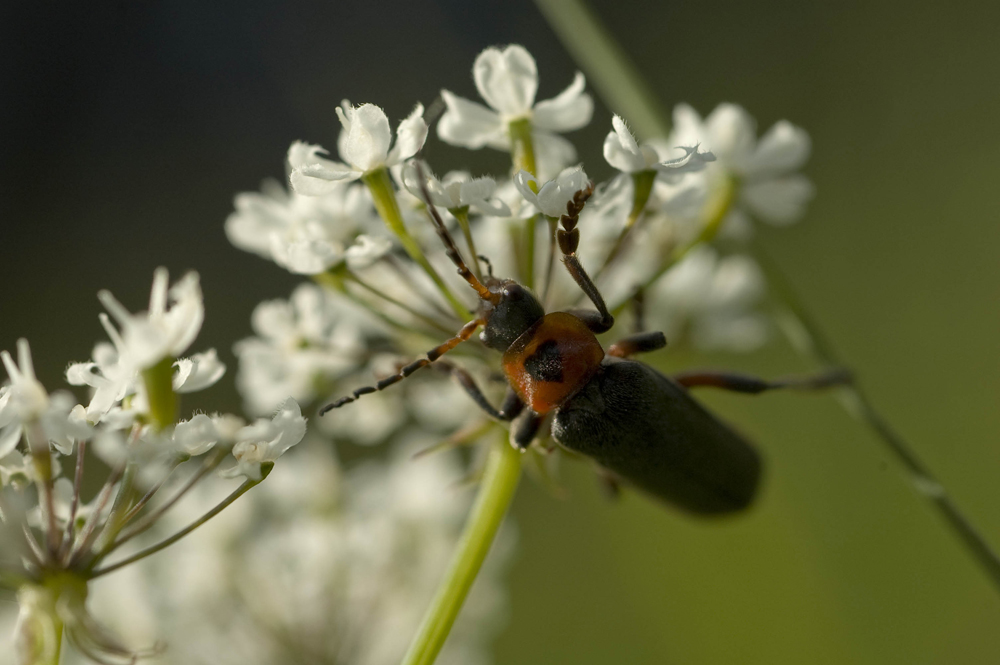 Cantharis