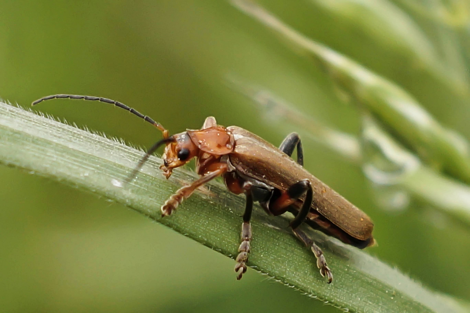 Cantharis cryptica...