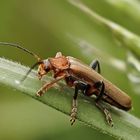 Cantharis cryptica...