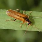 Cantharis decipiens