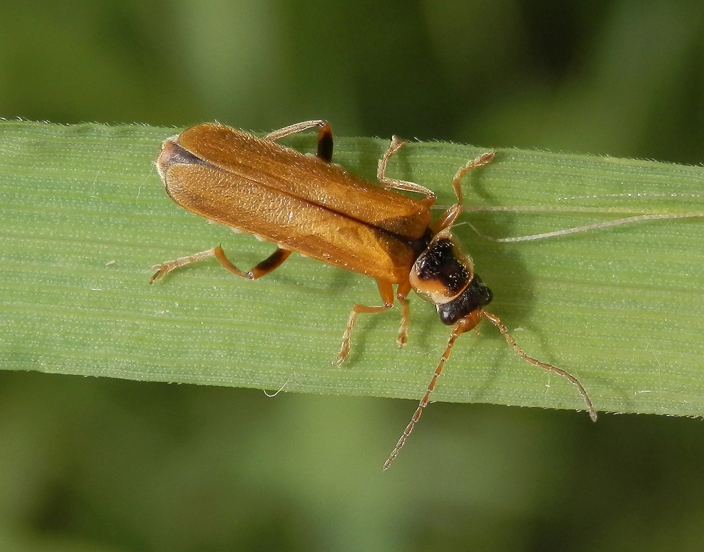 Cantharis decipiens - ein Weichkäfer ohne deutschen Namen