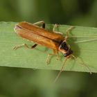 Cantharis decipiens - ein Weichkäfer ohne deutschen Namen