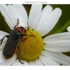 Cantharis Fusca