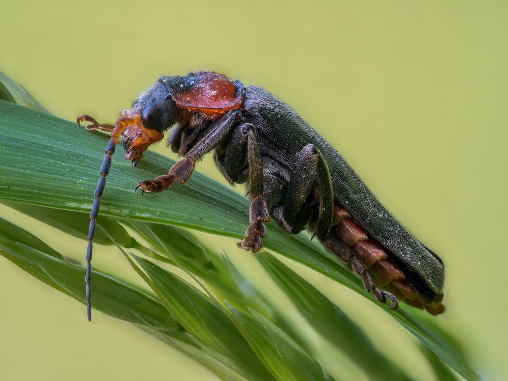 Cantharis fusca #2