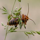 Cantharis fusca #3