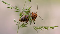 Cantharis fusca #3