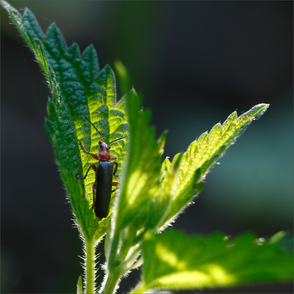 Cantharis fusca