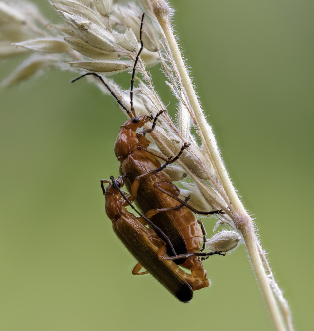 Cantharis fusca #4