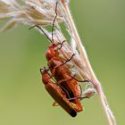 Cantharis fusca #4