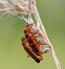 Cantharis fusca #4