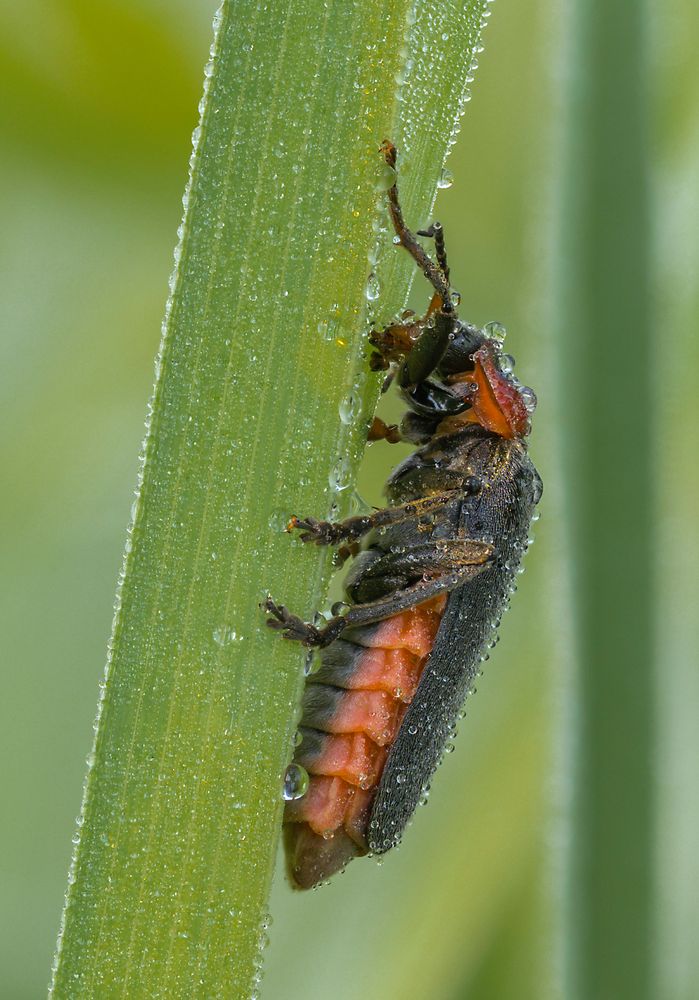 Cantharis fusca