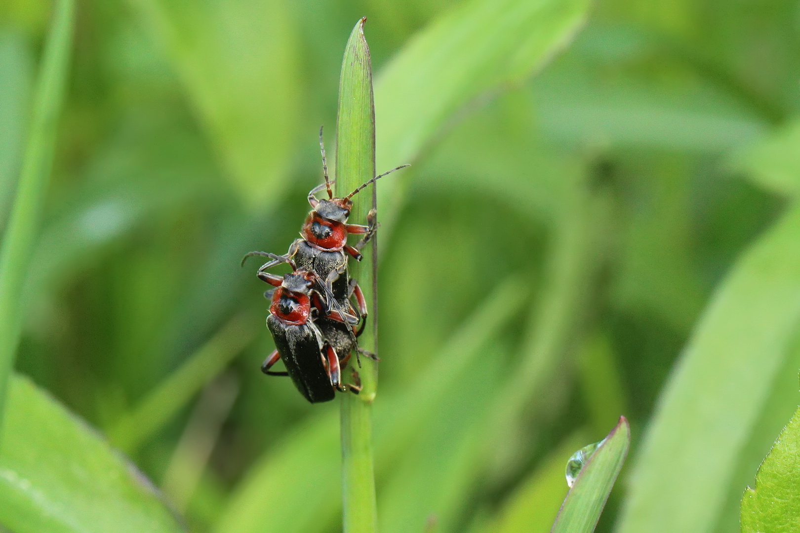 Cantharis fusca