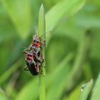 Cantharis fusca