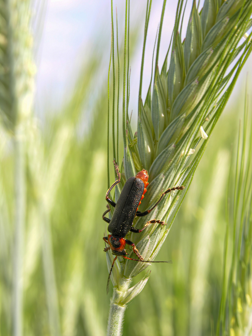 Cantharis fusca