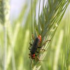 Cantharis fusca