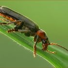 Cantharis fusca