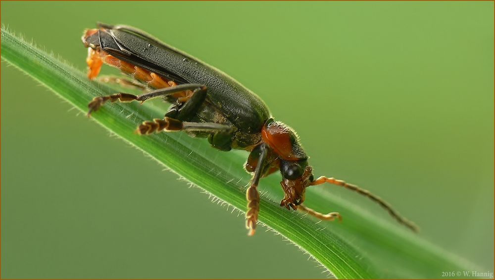 Cantharis fusca