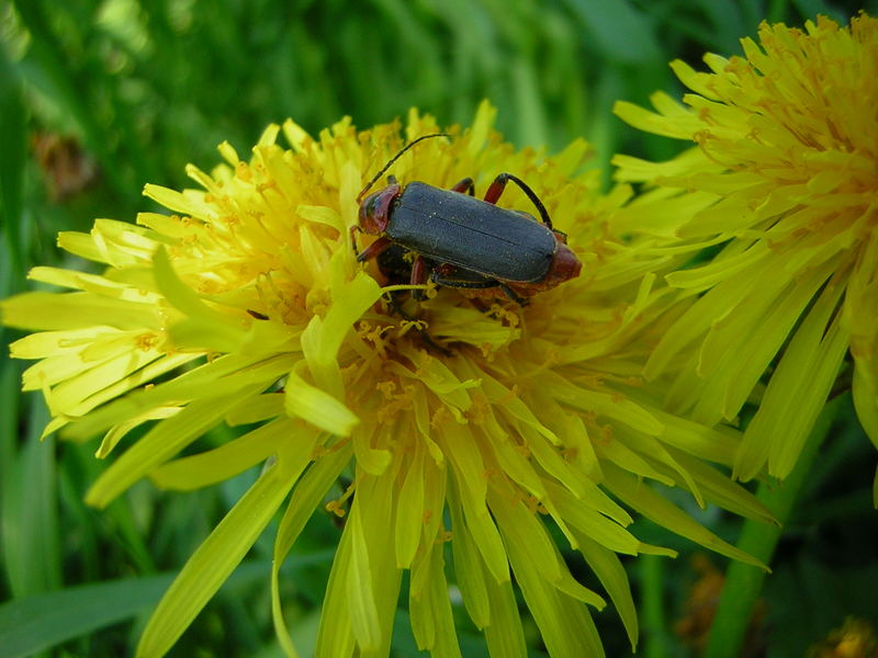 Cantharis Fusca Paarung