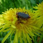 Cantharis Fusca Paarung