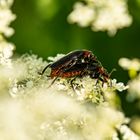 Cantharis fusca Paarung