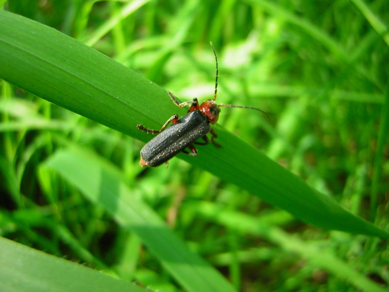 Cantharis Fusca Single M