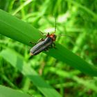 Cantharis Fusca Single M