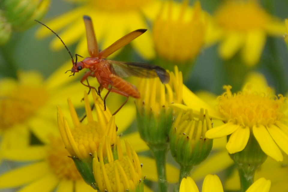 Cantharis Livida