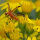 Cantharis Livida